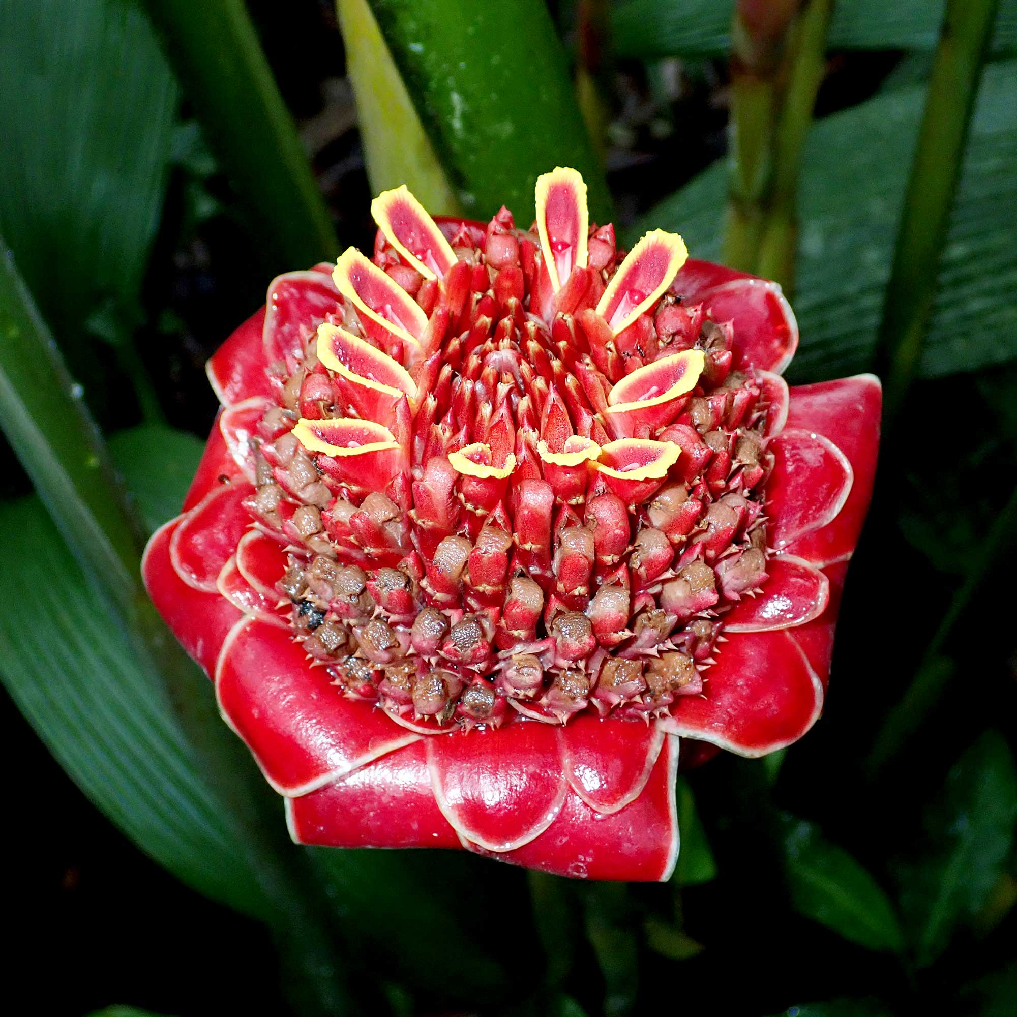 Praxis für ganzheitliche Kieferorthopädie & Funktionstherapie/CMD Berlin Zehlendorf | Kooperation