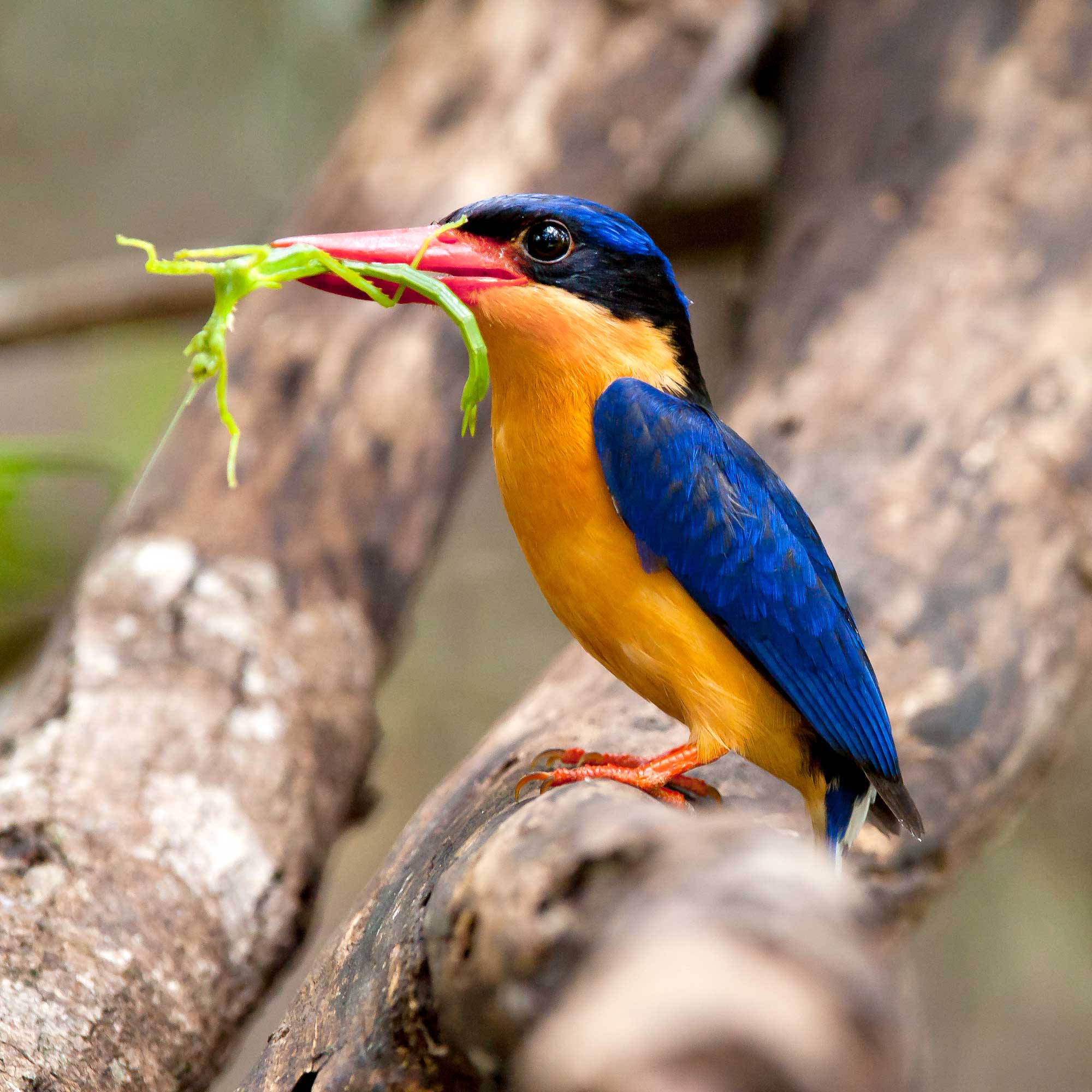 Praxis für ganzheitliche Kieferorthopädie & Funktionstherapie/CMD Berlin Zehlendorf | Präzision